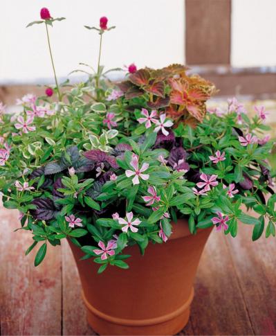 【ガーデニング】暑さと乾燥に強く、夏におすすめの多年草【ニチニチソウの寄せ植え】（サムネイル画像2）