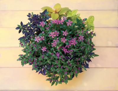 【ガーデニング】暑さに強く秋まで元気に育つ【ニチニチソウと実もの】の寄せ植え（サムネイル画像2）