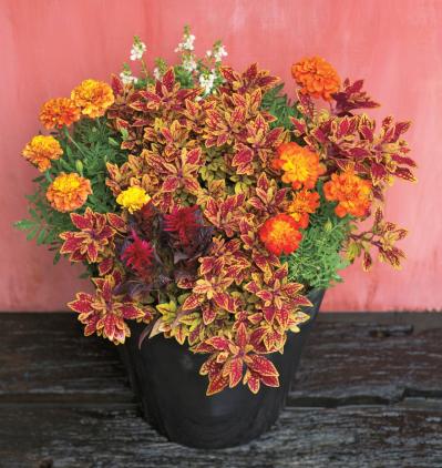 【ガーデニング】夏でも元気に咲く花と、葉色が魅力的なカラーリーフ【コリウス】の寄せ植え（サムネイル画像3）
