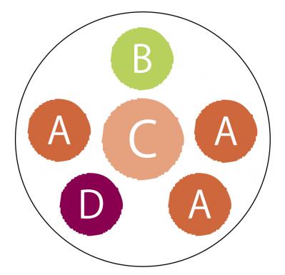 【ガーデニング】夏でも元気に咲く花と、葉色が魅力的なカラーリーフ【コリウス】の寄せ植え（サムネイル画像4）