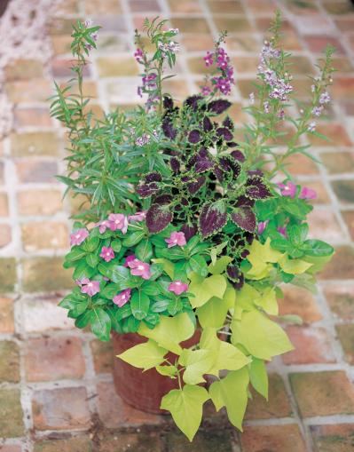 【ガーデニング】夏でも元気に咲く花と、葉色が魅力的なカラーリーフ【コリウス】の寄せ植え（サムネイル画像5）