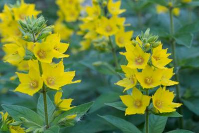 【ガーデニング】日陰を好む花おすすめ［8選］意外なほど多彩な花が楽しめる（サムネイル画像8）