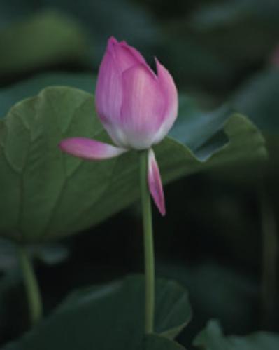 【言葉の力】禅僧・枡野俊明さんに聞く、相手の心に届く言葉の選び方（サムネイル画像3）