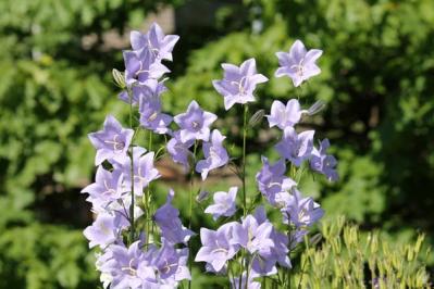 【ガーデニング】日陰を好む花おすすめ［8選］意外なほど多彩な花が楽しめる（サムネイル画像10）