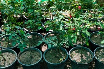 【ガーデニング】バラの葉に黒い斑点が！？恐ろしい黒点病を防ぐコツと、鉢植えの水やりポイント（サムネイル画像6）