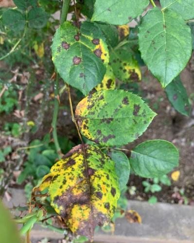 【ガーデニング】バラの葉に黒い斑点が！？恐ろしい黒点病を防ぐコツと、鉢植えの水やりポイント（サムネイル画像4）