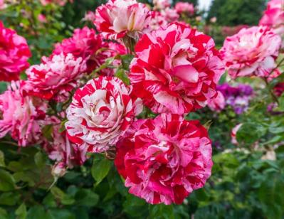 【ガーデニング】バラの葉に黒い斑点が！？恐ろしい黒点病を防ぐコツと、鉢植えの水やりポイント（サムネイル画像3）