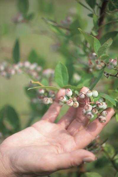 「私の熱中症対策」暮らしの賢者・山本ふみこさんがやっている【梅レシピ】とは？（サムネイル画像8）