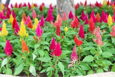 【ガーデニング】初夏から晩秋まで楽しめる花［8選］暑さのなかで次々に咲く一年草（サムネイル画像12）