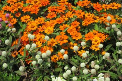 【ガーデニング】初夏から晩秋まで楽しめる花［8選］暑さのなかで次々に咲く一年草（サムネイル画像14）