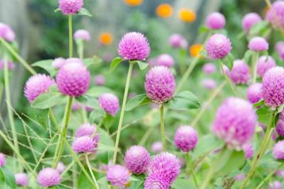 【ガーデニング】初夏から晩秋まで楽しめる花［8選］暑さのなかで次々に咲く一年草（サムネイル画像8）