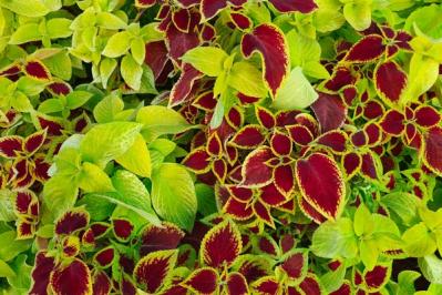 【ガーデニング】初夏から晩秋まで楽しめる花［8選］暑さのなかで次々に咲く一年草（サムネイル画像13）