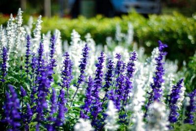 【ガーデニング】初夏から晩秋まで楽しめる花［8選］暑さのなかで次々に咲く一年草（サムネイル画像2）