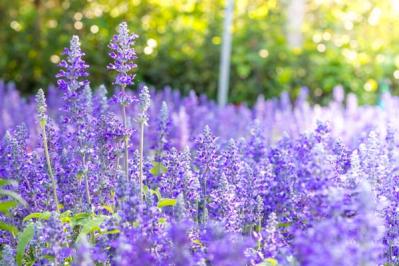 【ガーデニング】初夏から晩秋まで楽しめる花［8選］暑さのなかで次々に咲く一年草（サムネイル画像11）