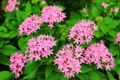 【ガーデニング】初夏から晩秋まで楽しめる花［8選］暑さのなかで次々に咲く一年草（サムネイル画像5）