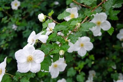 【ガーデニング】ベリーの季節を楽しむ。美味しくて初心者でも育てやすい。鉢植えもOK！（サムネイル画像8）