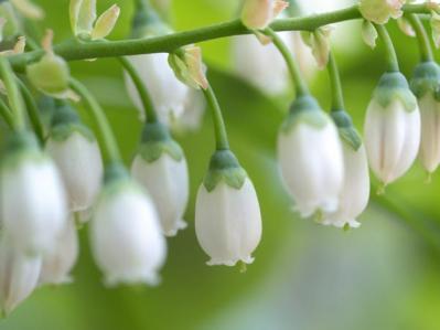 【ガーデニング】ベリーの季節を楽しむ。美味しくて初心者でも育てやすい。鉢植えもOK！（サムネイル画像4）