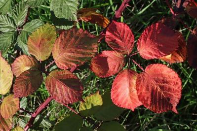 【ガーデニング】ベリーの季節を楽しむ。美味しくて初心者でも育てやすい。鉢植えもOK！（サムネイル画像9）