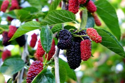 【ガーデニング】ベリーの季節を楽しむ。美味しくて初心者でも育てやすい。鉢植えもOK！（サムネイル画像10）