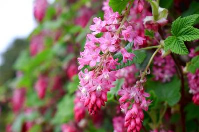 【ガーデニング】ベリーの季節を楽しむ。美味しくて初心者でも育てやすい。鉢植えもOK！（サムネイル画像12）