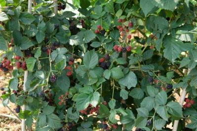 【ガーデニング】ベリーの季節を楽しむ。美味しくて初心者でも育てやすい。鉢植えもOK！（サムネイル画像14）