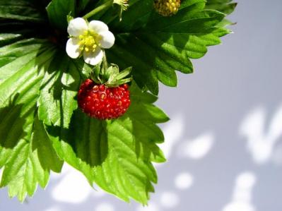 【ガーデニング】ベリーの季節を楽しむ。美味しくて初心者でも育てやすい。鉢植えもOK！（サムネイル画像13）