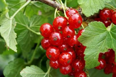 【ガーデニング】ベリーの季節を楽しむ。美味しくて初心者でも育てやすい。鉢植えもOK！（サムネイル画像11）