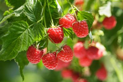 【ガーデニング】ベリーの季節を楽しむ。美味しくて初心者でも育てやすい。鉢植えもOK！（サムネイル画像）