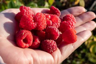 【ガーデニング】ベリーの季節を楽しむ。美味しくて初心者でも育てやすい。鉢植えもOK！（サムネイル画像7）