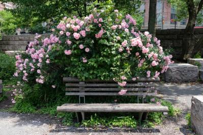 【ガーデニング】夏のバラ管理はここに注意！ 一季咲きのオールドローズとつるバラは？（サムネイル画像5）