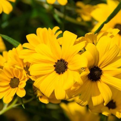 【ガーデニング】夏を代表する花「ヒマワリ」 分枝して咲き続けるタイプや多年草も（サムネイル画像5）