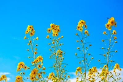 【ガーデニング】夏を代表する花「ヒマワリ」 分枝して咲き続けるタイプや多年草も（サムネイル画像4）