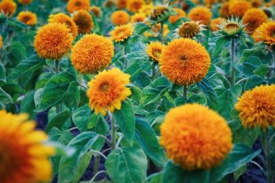 【ガーデニング】夏を代表する花「ヒマワリ」 分枝して咲き続けるタイプや多年草も（サムネイル画像3）