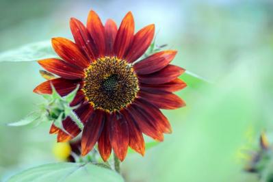 【ガーデニング】夏を代表する花「ヒマワリ」 分枝して咲き続けるタイプや多年草も（サムネイル画像2）