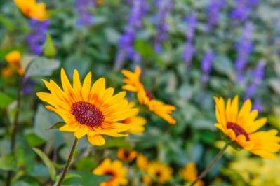 【ガーデニング】夏を代表する花「ヒマワリ」 分枝して咲き続けるタイプや多年草も（サムネイル画像11）