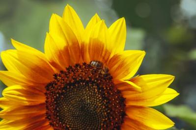 【ガーデニング】夏を代表する花「ヒマワリ」 分枝して咲き続けるタイプや多年草も（サムネイル画像9）