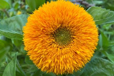 【ガーデニング】夏を代表する花「ヒマワリ」 分枝して咲き続けるタイプや多年草も（サムネイル画像7）