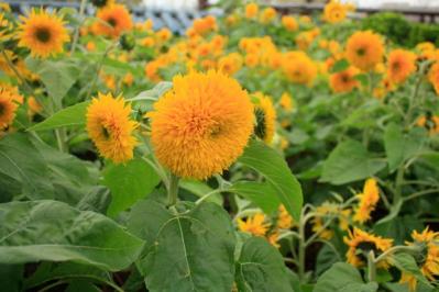 【ガーデニング】夏を代表する花「ヒマワリ」 分枝して咲き続けるタイプや多年草も（サムネイル画像8）