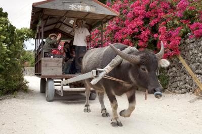マリンブルーの海を満喫できる日本の【南の島】2選。旅行ジャーナリスト・津田令子さんおすすめ！ （サムネイル画像10）