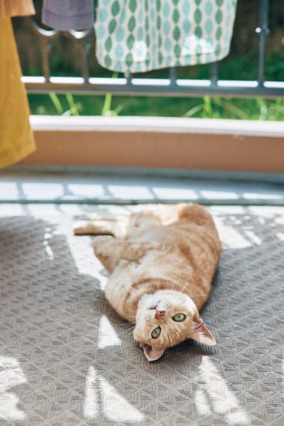 60才にして人生初のひとり暮らし。「なんでもない日常に喜びを見出せるようになった今の自分が誇らしい」Mimiさん【2023年暮らし部門人気記事TOP5】（サムネイル画像3）