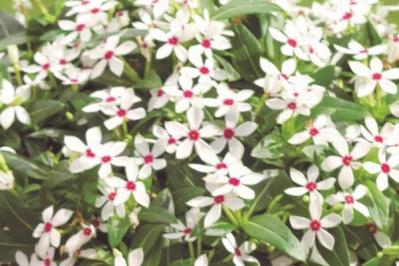 【ガーデニング】暑くても元気でよく咲く“品種にこだわった花”［8選］（サムネイル画像13）