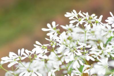 【ガーデニング】暑くても元気でよく咲く“品種にこだわった花”［8選］（サムネイル画像6）