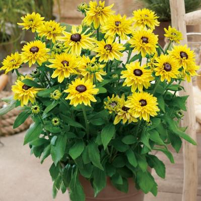 【ガーデニング】暑くても元気でよく咲く“品種にこだわった花”［8選］（サムネイル画像4）