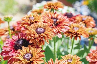 【ガーデニング】暑くても元気でよく咲く“品種にこだわった花”［8選］（サムネイル画像5）