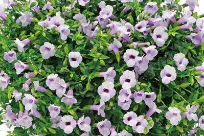 【ガーデニング】暑くても元気でよく咲く“品種にこだわった花”［8選］（サムネイル画像15）