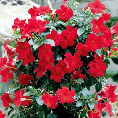 【ガーデニング】暑くても元気でよく咲く“品種にこだわった花”［8選］（サムネイル画像9）