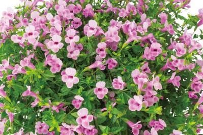 【ガーデニング】暑くても元気でよく咲く“品種にこだわった花”［8選］（サムネイル画像16）