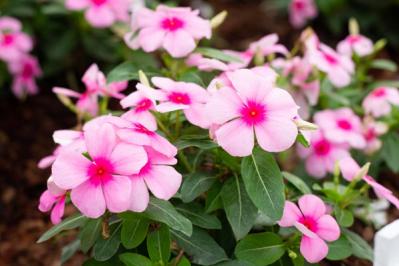 【ガーデニング】暑くても元気でよく咲く“品種にこだわった花”［8選］（サムネイル画像11）