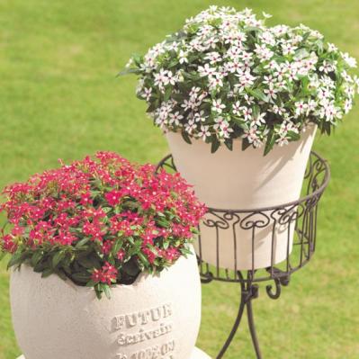 【ガーデニング】暑くても元気でよく咲く“品種にこだわった花”［8選］（サムネイル画像12）