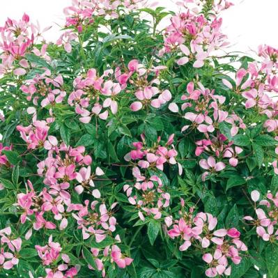 【ガーデニング】暑くても元気でよく咲く“品種にこだわった花”［8選］（サムネイル画像14）